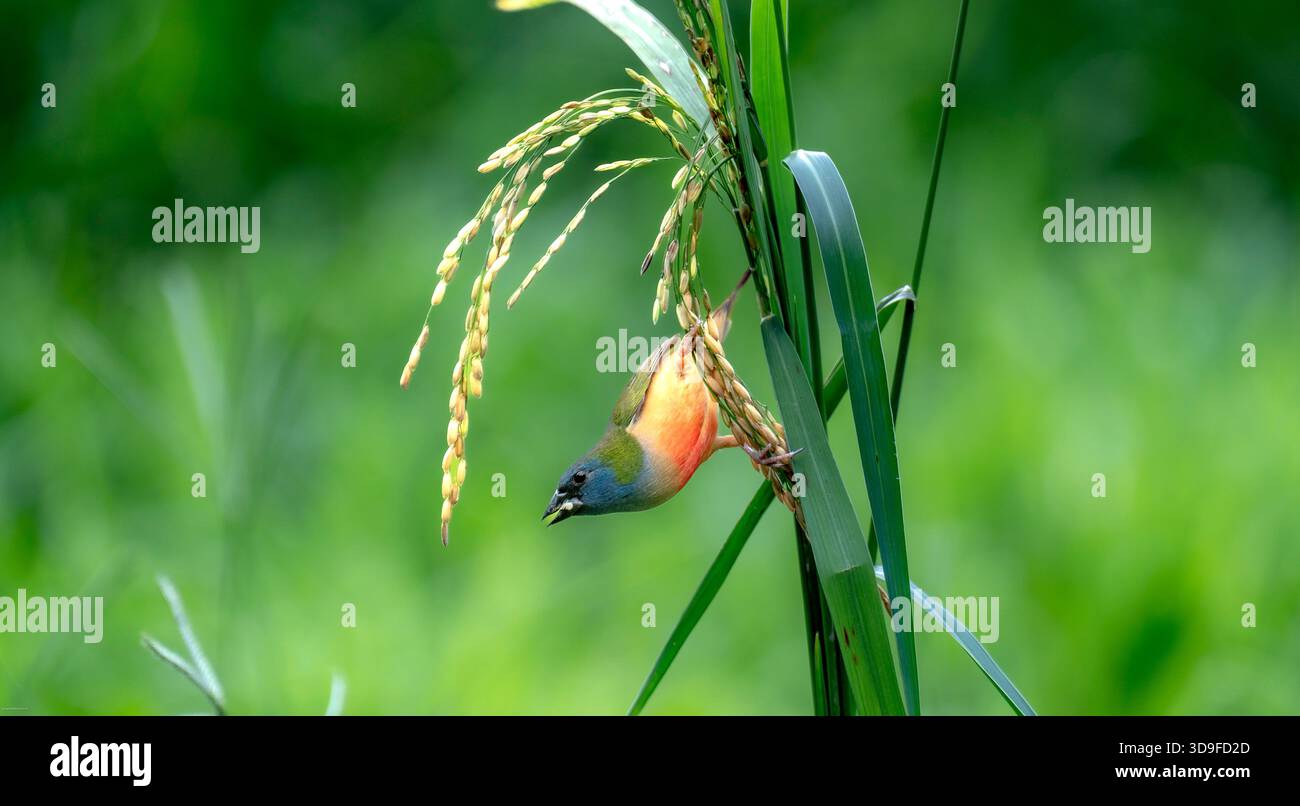 Parrotfinch maschio a coda di spillo (Erythrura prasina), che si trova nel sud-est asiatico. Foto Stock