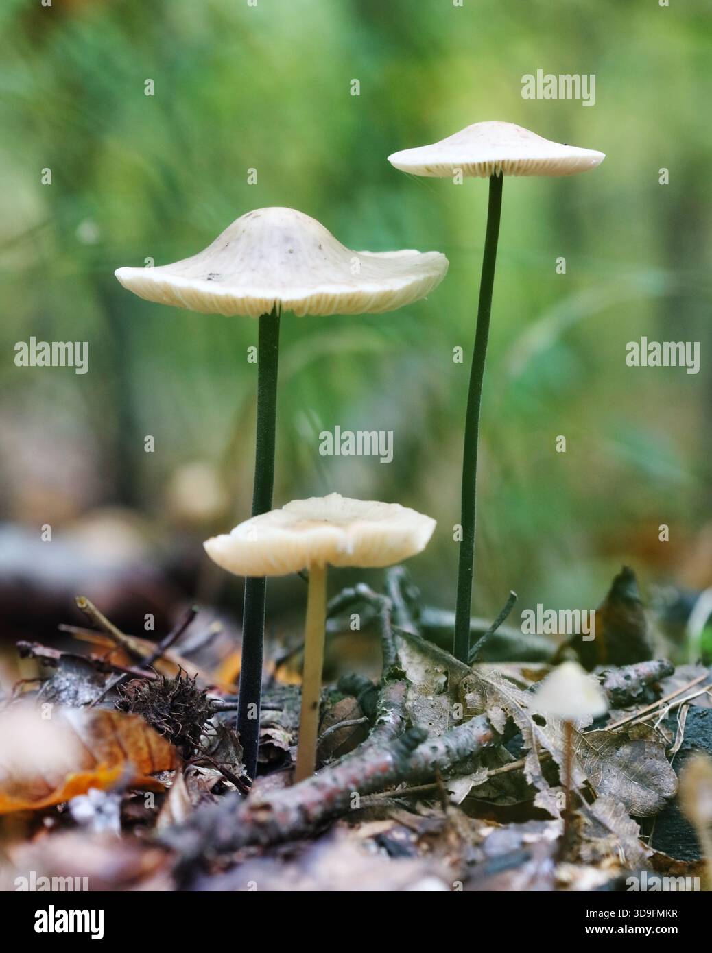 Il Common Bonnet (Mycena galericulata) è un fungo non commestibile Foto Stock