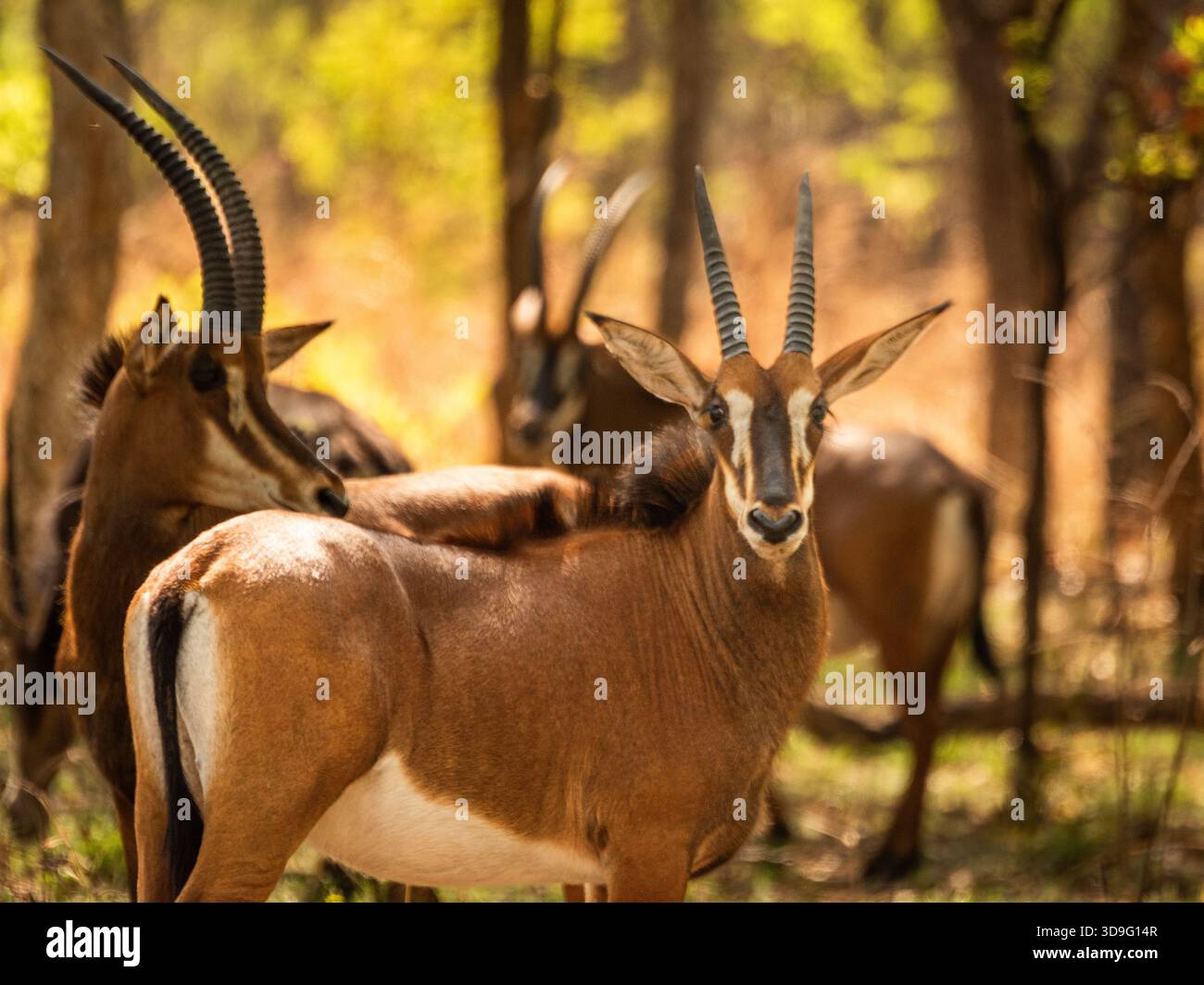 Non è facile trovare il Sud Africa, l'antilope zibellino si nasconde all'ombra delle foreste. Siamo stati fortunati ad avvistarne alcuni quando abbiamo cambiato Lodge. Foto Stock