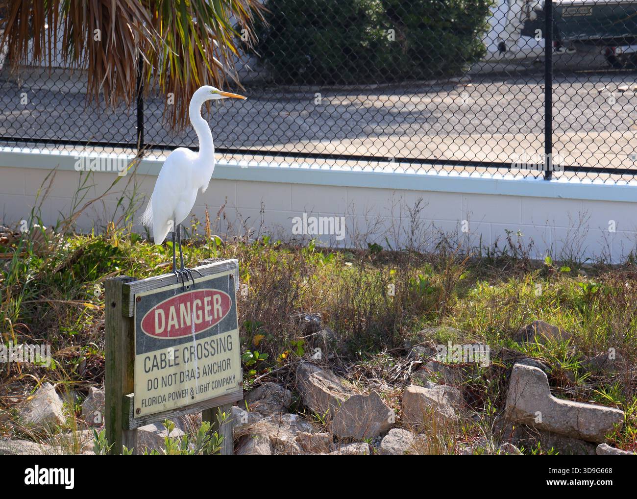 Una splendida uscita bianca si trova su un cartello che avverte di un passaggio di cavo vicino a una compagnia elettrica della Florida Foto Stock