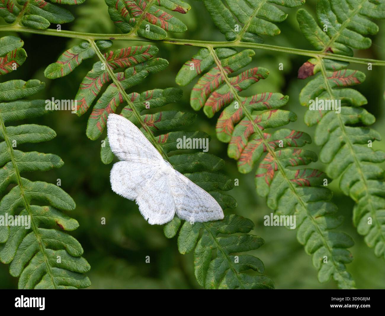 Cream Wave Moth (Scopula floslactata) vicino al lago Blindsee, Tirolo, Austria Foto Stock