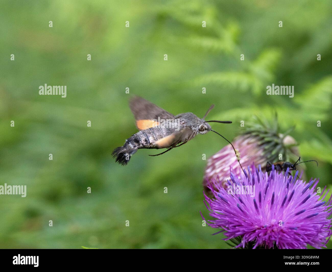 Hummingbird Hawk Moth (Macroglossum stellatarum), che si nutre di Fiore di Cardo del latte (Silybum marianum) vicino al lago Blindsee, Tirolo, Austria Foto Stock