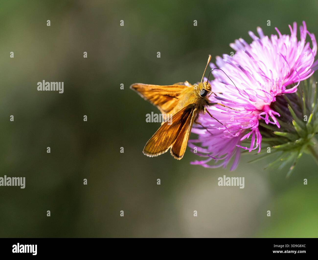 Farfalla grande Skipper (Ochlodes sylvanus) che si nutre di Fiore di Cardo del latte (Silybum marianum) vicino al lago Blindsee, Tirolo, Austria Foto Stock