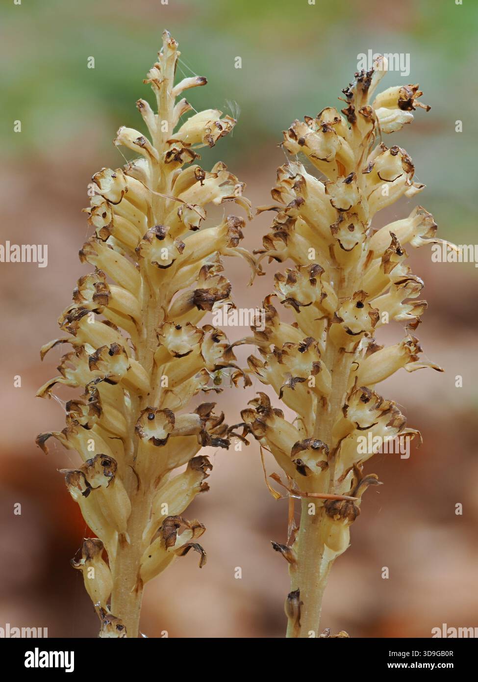 Orchidea nido d'uccello (Neottia nidus-avis) Ehrwald, Austria, ha impilato l'immagine di messa a fuoco Foto Stock