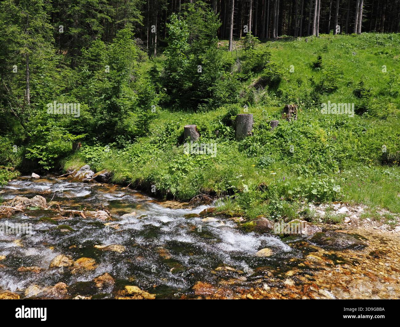 Il fiume Gaisbach, che scorre sopra le rocce nel bosco, Ehrwald, Austria, ha impilato l'immagine di messa a fuoco Foto Stock