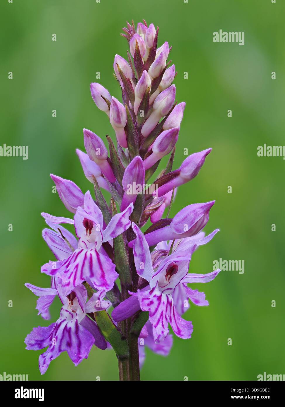 Orchidea maculata comune (Dactylorhiza maculata subsp. Fuchsii) Ehrwald, Austria, immagine messa a fuoco impilata Foto Stock