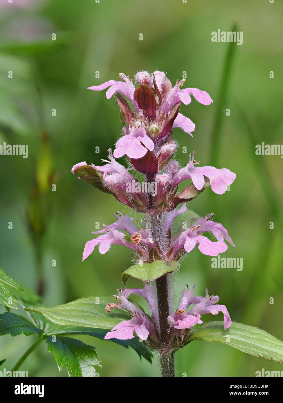 Pink Bugle (Ajuga reptans) Ehrwald, Austria, immagine messa a fuoco impilata Foto Stock