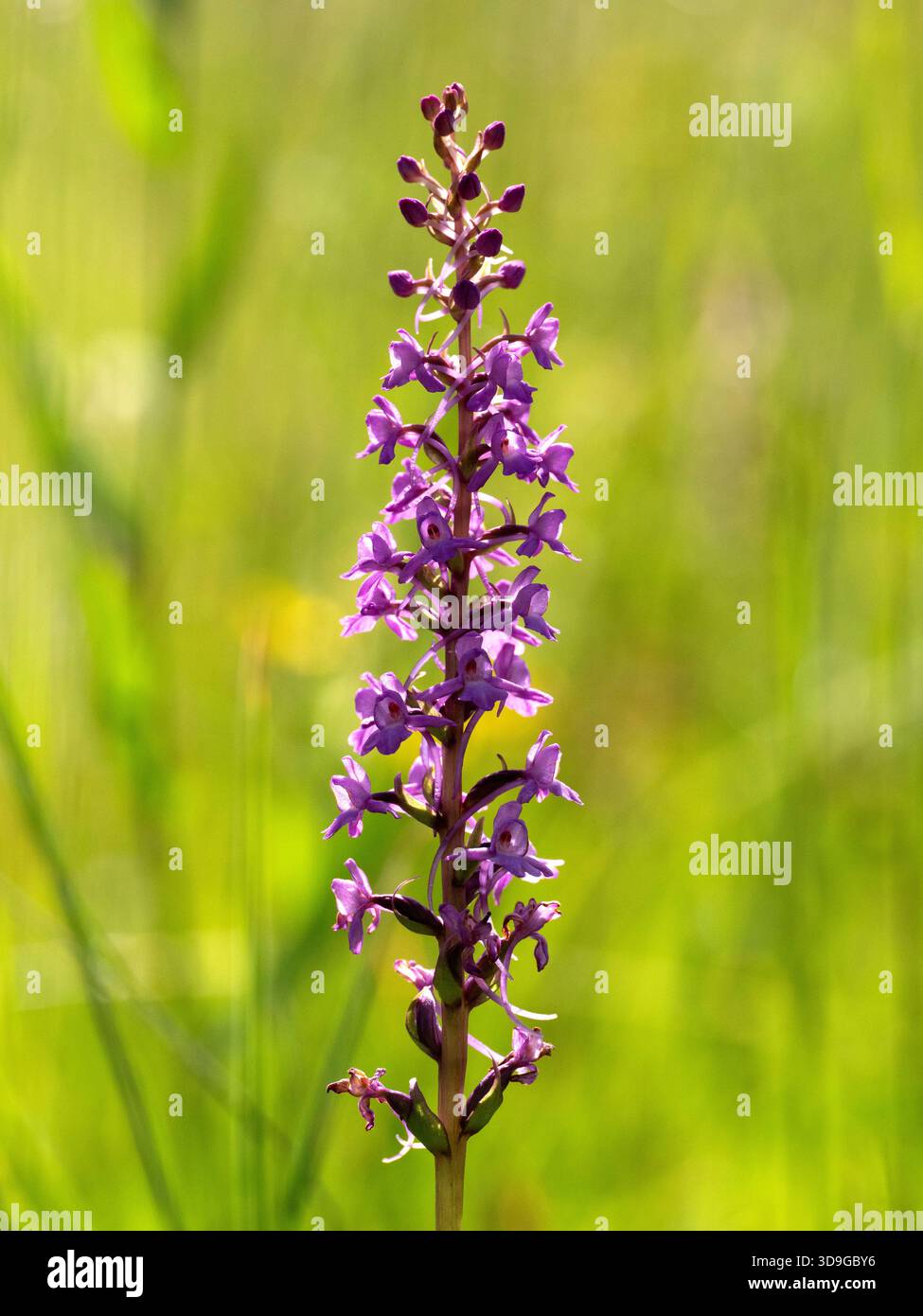Orchidea profumata (Gymnadenia conopsea) Ehrwald, Austria Foto Stock