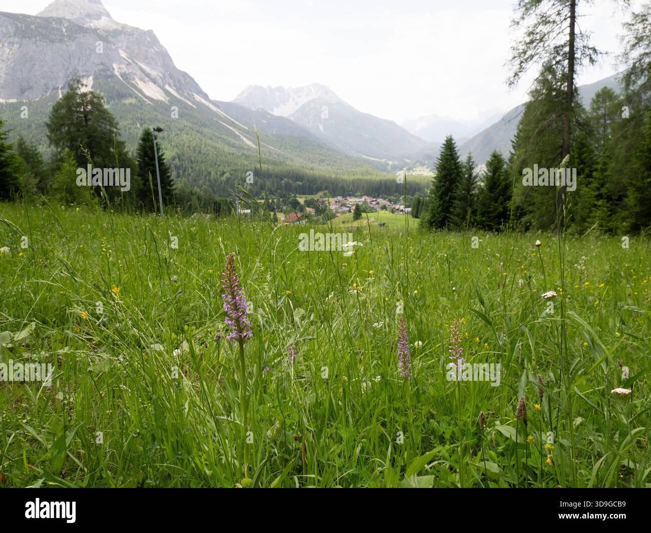 Vista grandangolare del prato fiorito con orchidea profumata (Gymnadenia conopsea) Ehrwald, Austria Foto Stock