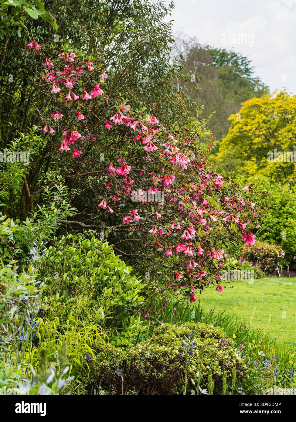 Fiori di campana rosa di tarda primavera della resistente "cascata" di cinabarino Rhododendron in un confine presso la Garden House, Devon, Regno Unito Foto Stock