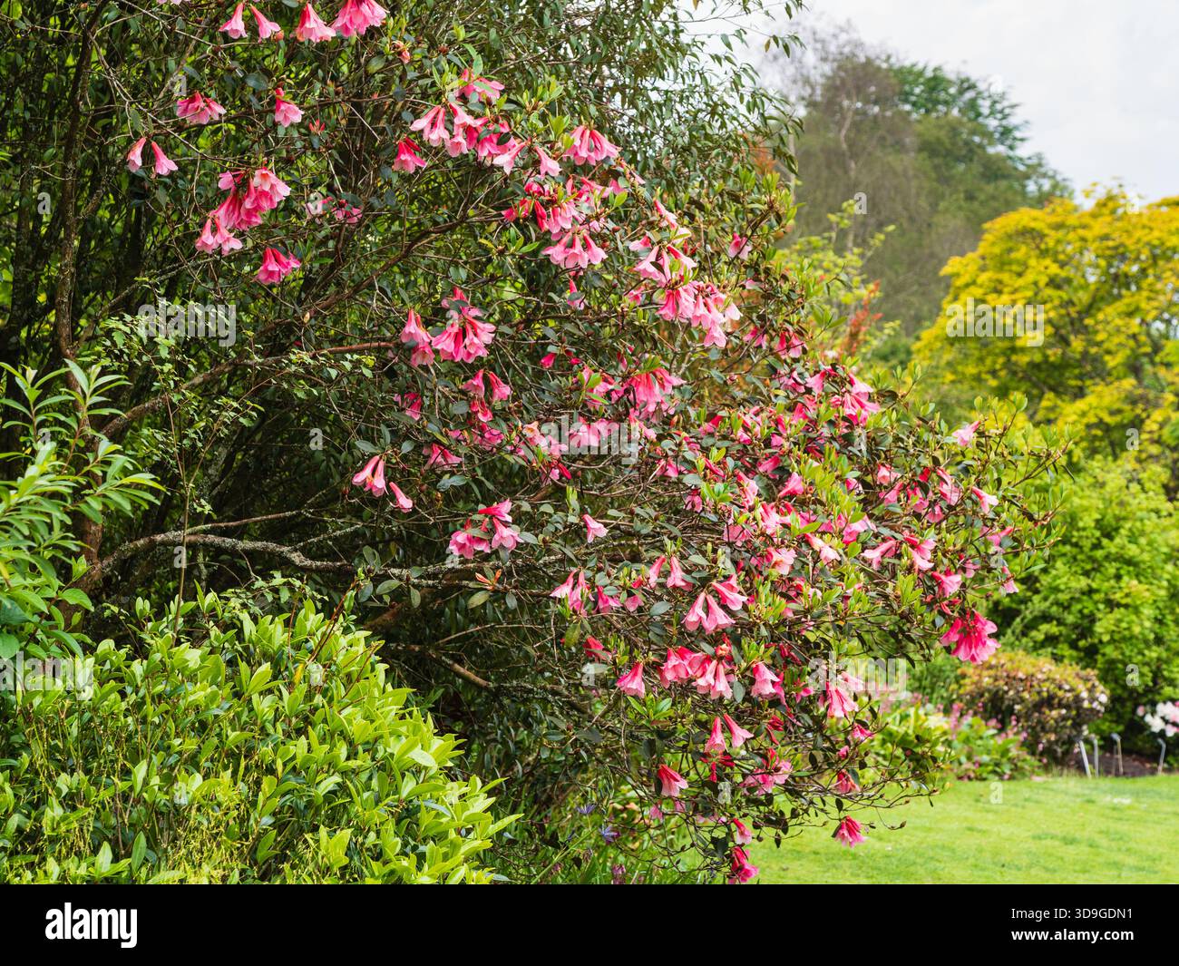 Fiori di campana rosa di tarda primavera della resistente "cascata" di cinabarino Rhododendron in un confine presso la Garden House, Devon, Regno Unito Foto Stock