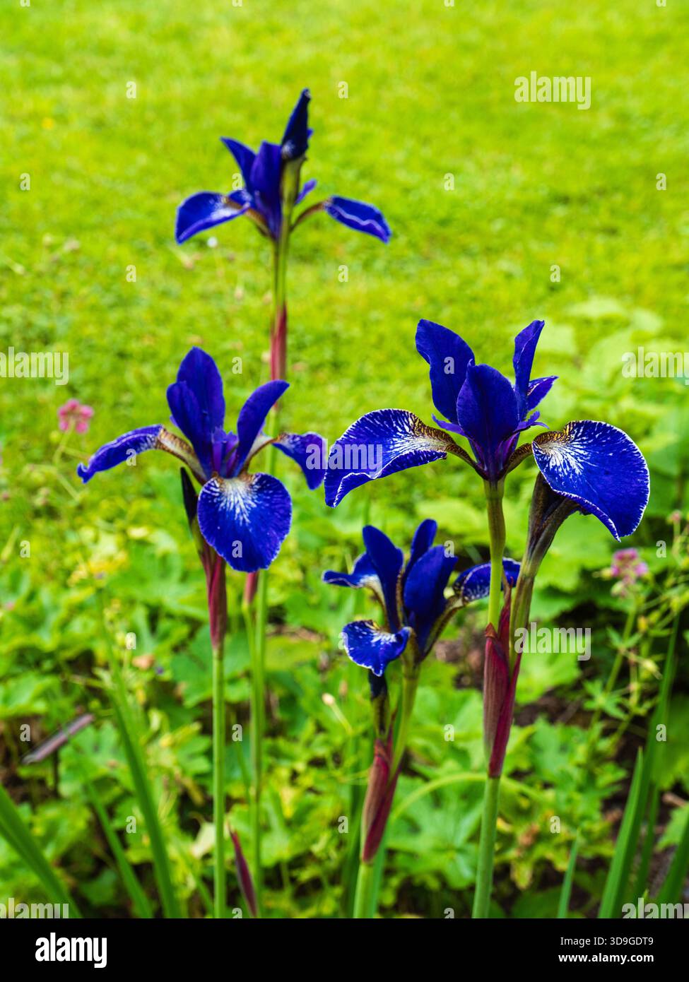Borchie bianche sui fiori blu dell'iride siberiana, Iris sibirica "Silver Edge" Foto Stock