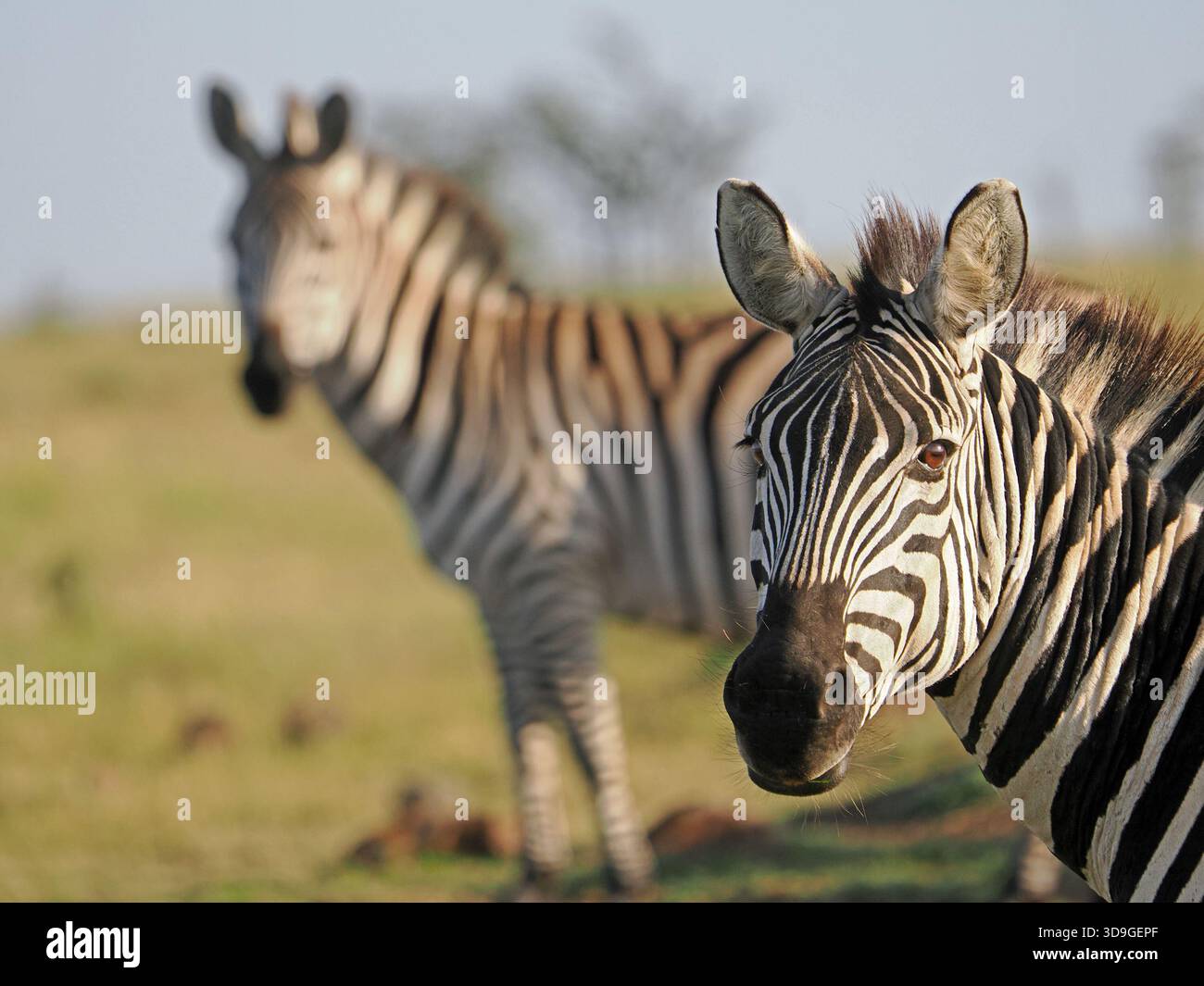 Ritratto di Plains Zebra (Equus quagga, ex Equus burchellii) che guarda la fotocamera - un altro in sincronia ma sfocato Masai Mara Conservancies, Kenya Foto Stock