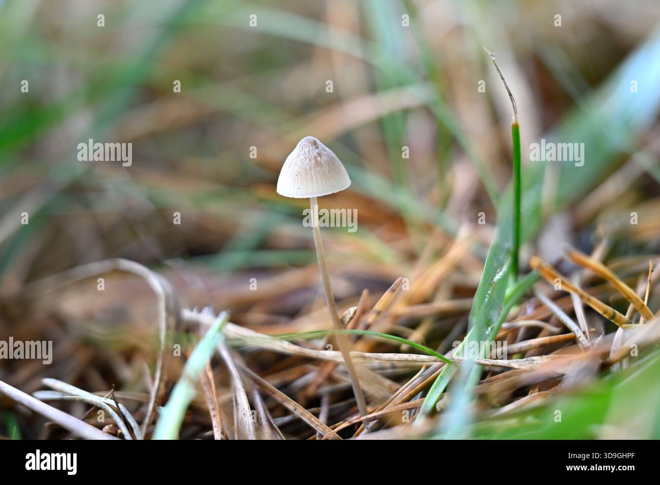 Minuscolo fungo autunno crema pallida / avorio o Mycena UK Woodland novembre Foto Stock