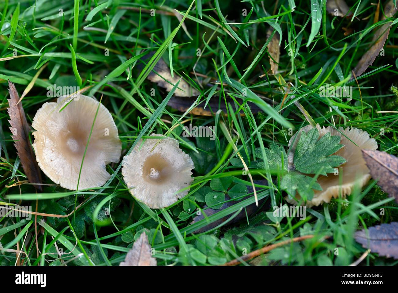 Piccoli funghi che crescono in erba, Regno Unito novembre Foto Stock