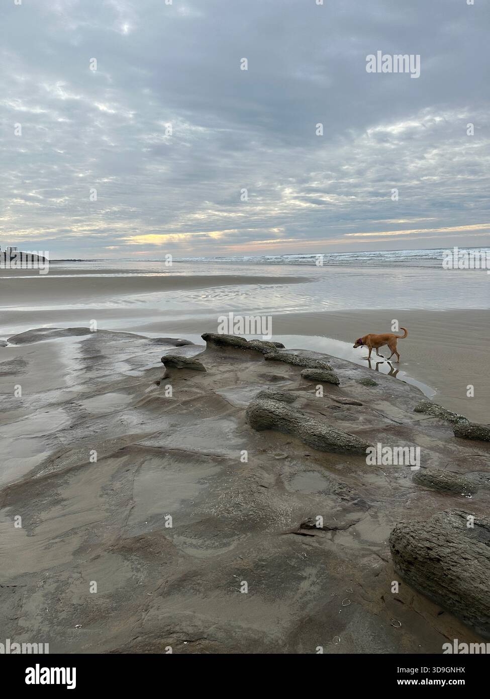 Un cane a Nye Beach a Newport, Oregon, in una giornata invernale nebbiosa. - Immagine stock catturata con smartphone