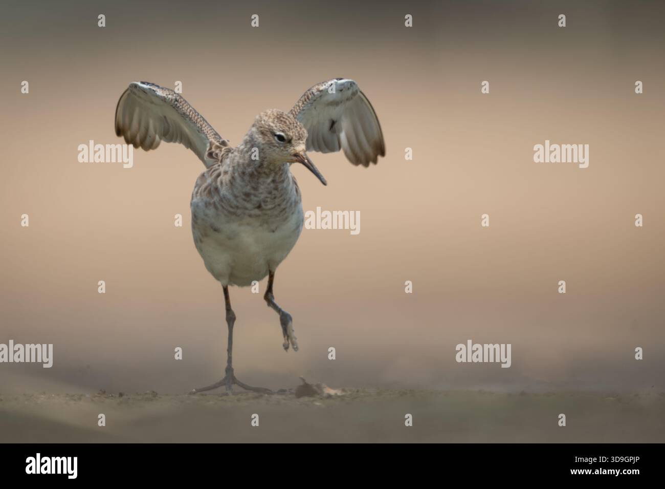 Ruff sbatte le ali che atterrano sul letto del fiume sabbioso Foto Stock