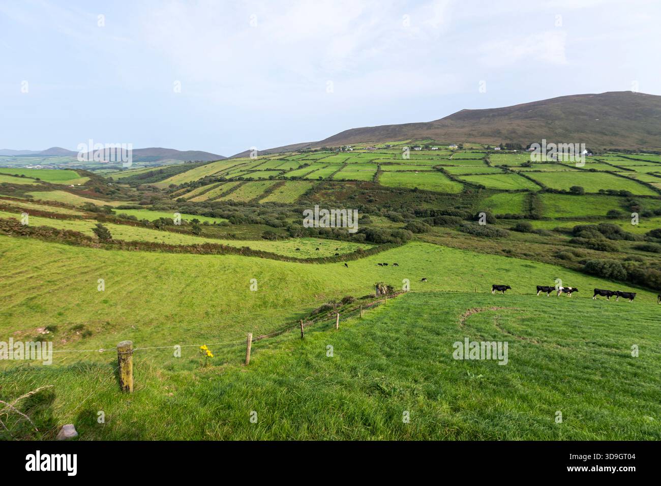 Paesaggio verde con mucche nella penisola di Iveragh, contea di Kerry, Irlanda Foto Stock