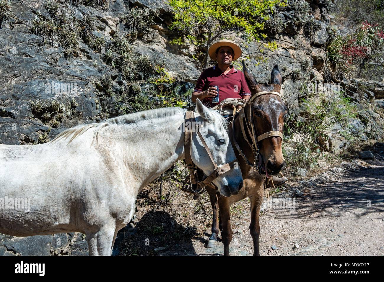 Un Gaucho di mezza età, o cowboy argentino, che beve un drink a cavallo. Cordoba, Argentina. Foto Stock