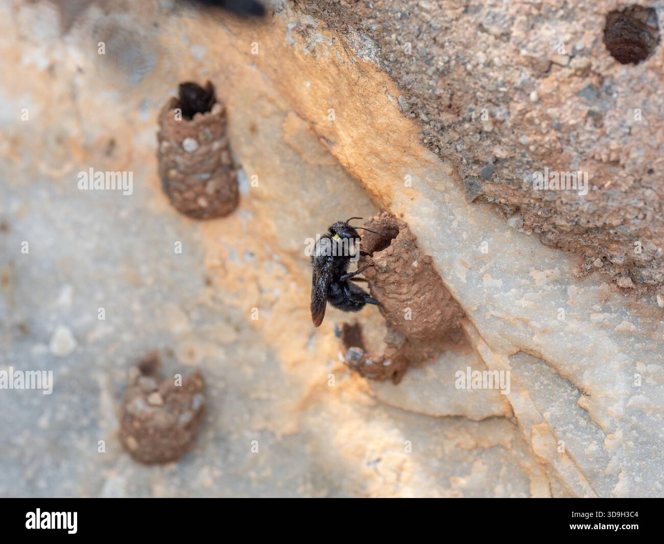Black Mud Bee (Megachile parietina) su pareti calcaree a Exo Nimfio, Laconia nel Depp mani, Peloponneso Foto Stock