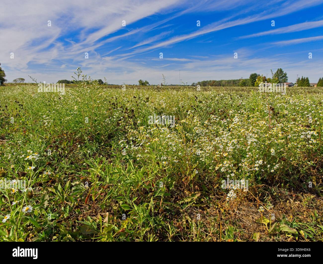 I fiori selvatici delle pulci di Daisy coprono il campo agricolo sotto le nuvole di cirrus presso la Carter Historic Farm a Bowling Green, Ohio Foto Stock