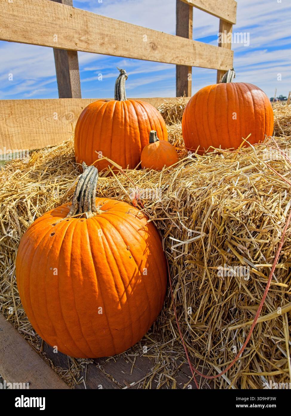 Zucche su un carro da fieno che celebra il festival Hay Day Heritage Farm presso la Carter History Farm a Bowling Green, Ohio Foto Stock