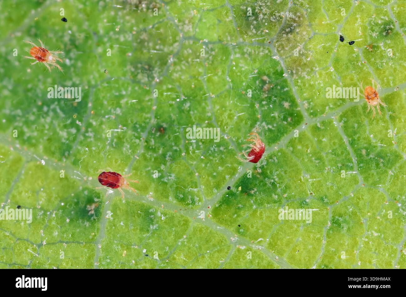 Acari rossi del ragno (Tetranychus sp.) infestazione e danni sulla foglia. Foto Stock
