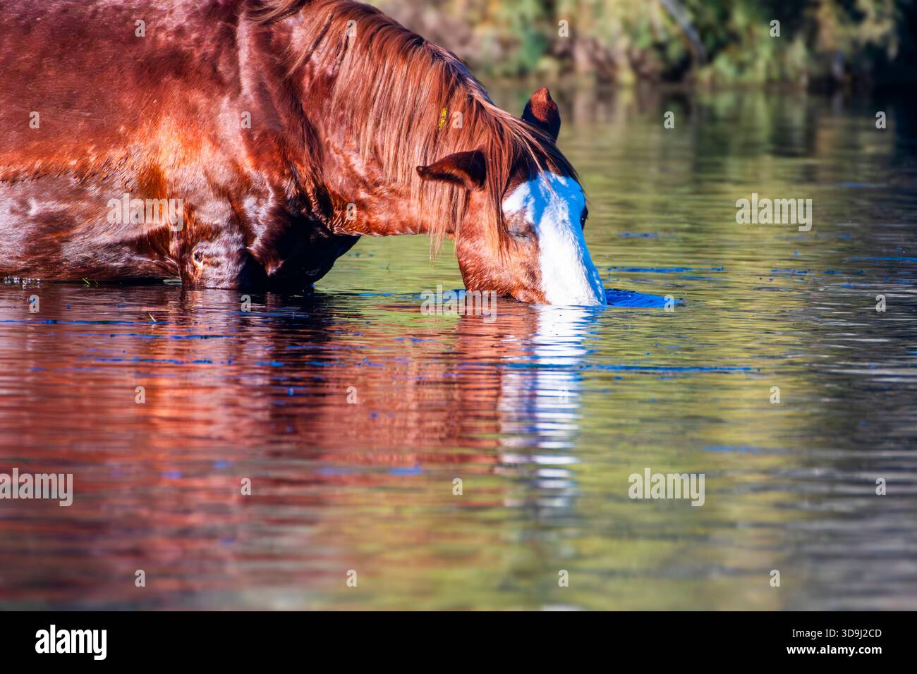 Cominciando a Dunk Her Head nel Lower Salt River Foto Stock