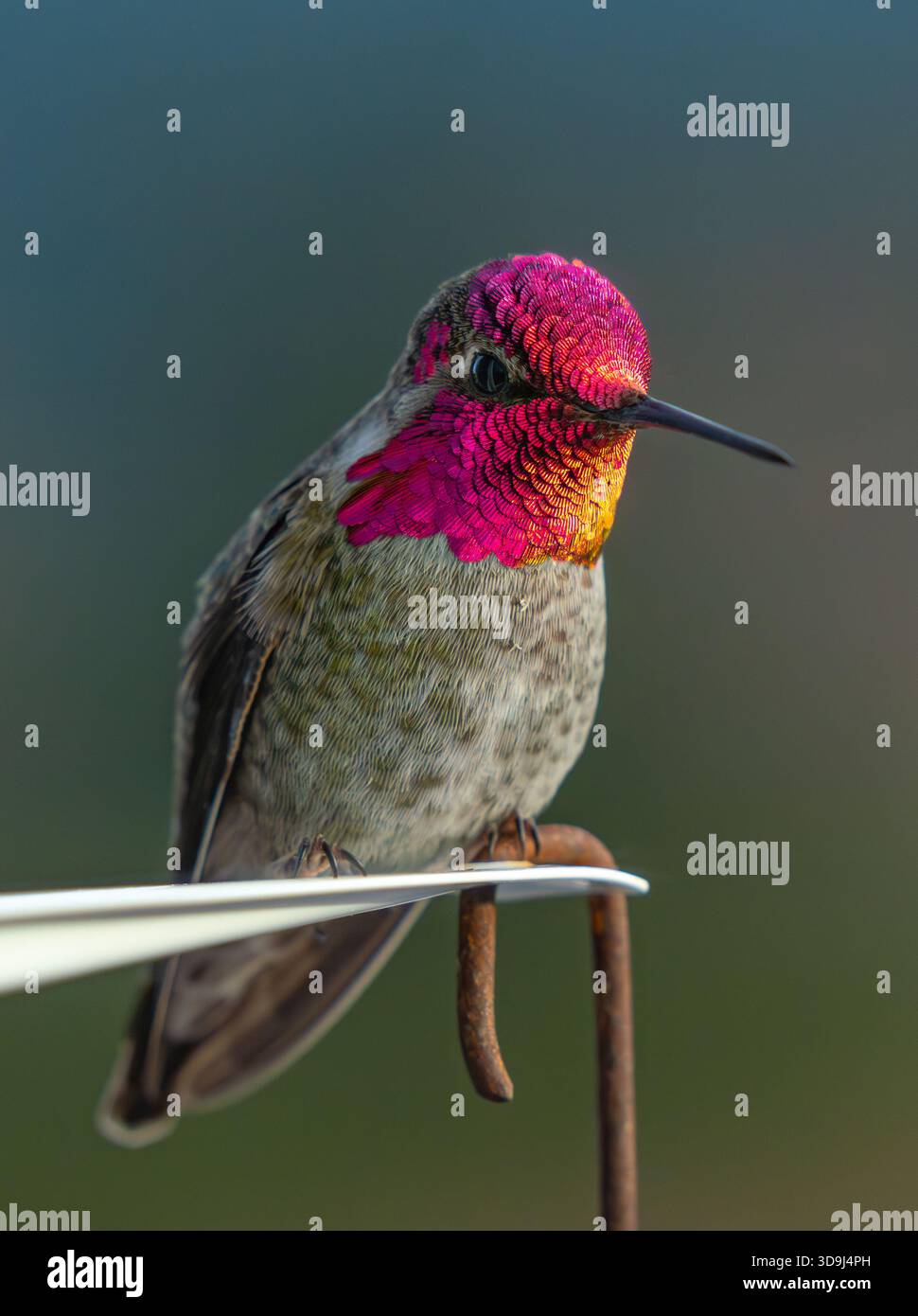 Il colibrì di Anna maschile mostra una brillante gola magenta-rosa e un'iridescenza della corona mentre è arroccato su un alimentatore da giardino con luce naturale Foto Stock