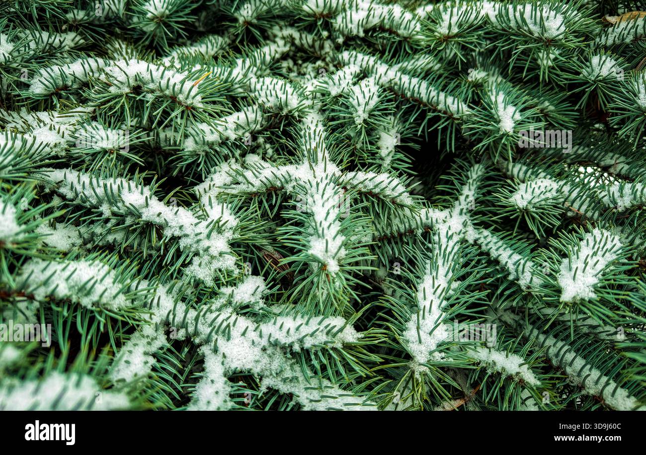 Primo piano full-frame di rami sempreverdi ricoperti di neve fresca, che mostra la texture invernale e i dettagli naturali. Foto Stock