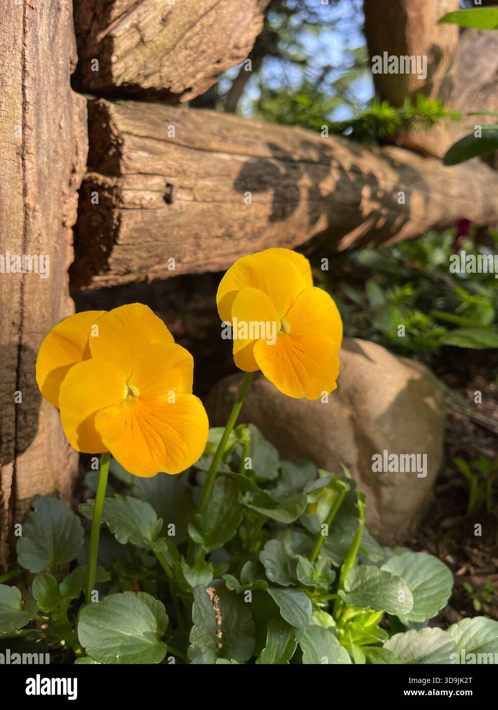 I morbidi petali di primavera aggiungono fascino e colore allo Shakespeare Garden, al Central Park di New York - Immagine stock catturata con smartphone