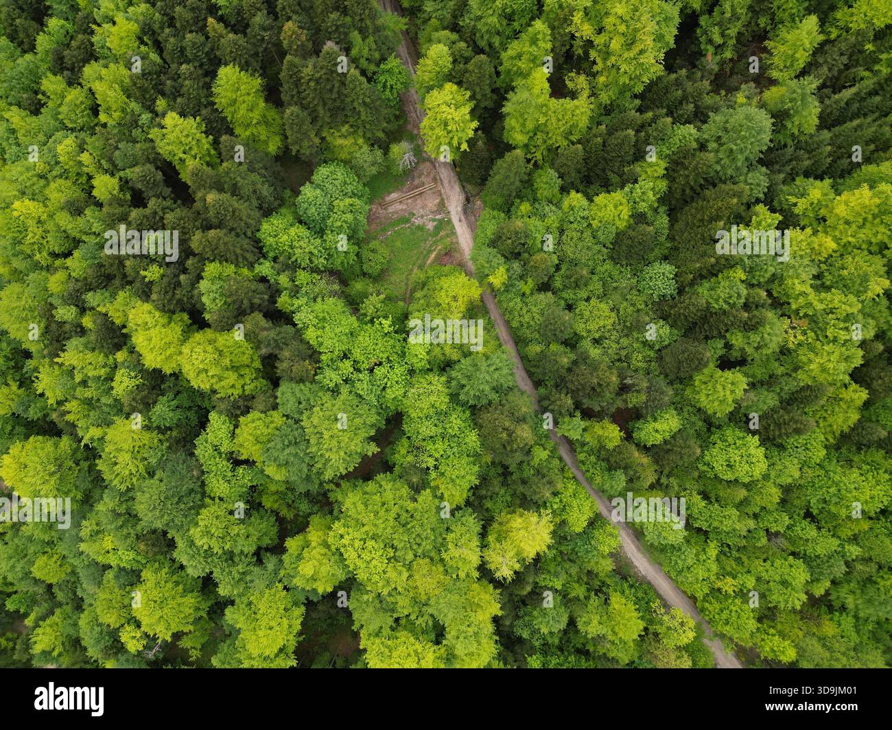 Splendidi paesaggi forestali della Bosnia ed Erzegovina, con boschi incontaminati, ricca biodiversità e natura panoramica dei Balcani. Foto Stock