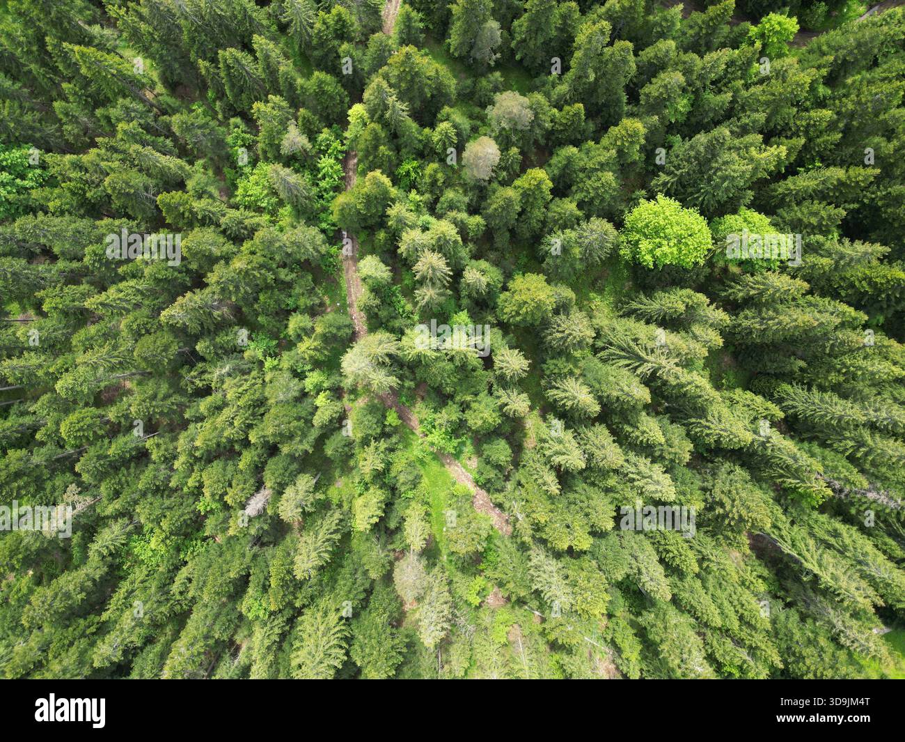 Splendidi paesaggi forestali della Bosnia ed Erzegovina, con boschi incontaminati, ricca biodiversità e natura panoramica dei Balcani. Foto Stock