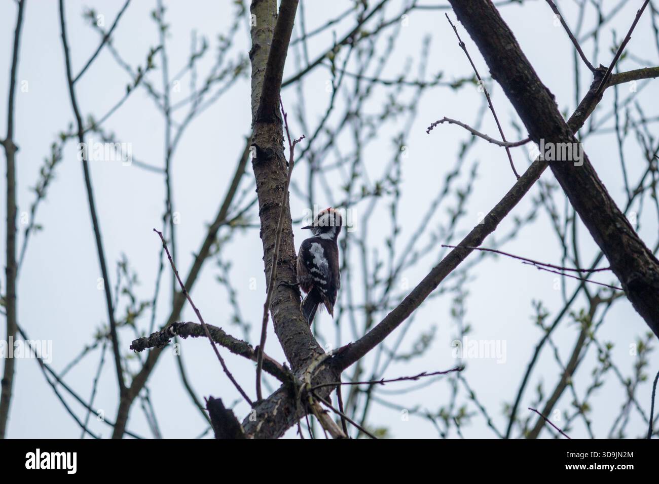 Composizione onirica di uccelli nella foresta e nella campagna, ideale per uso editoriale e commerciale. Foto Stock