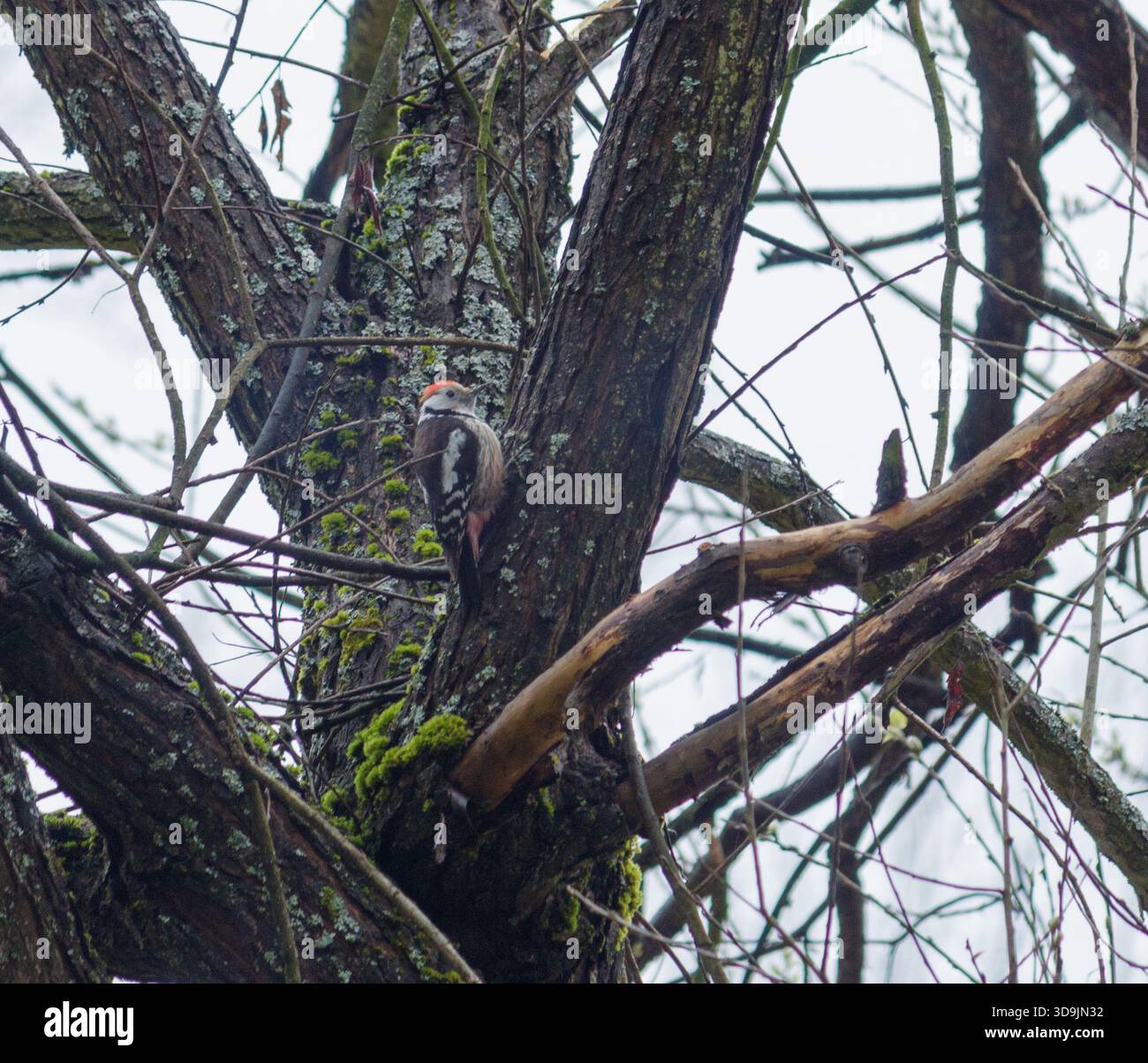 Composizione onirica di uccelli nella foresta e nella campagna, ideale per uso editoriale e commerciale. Foto Stock