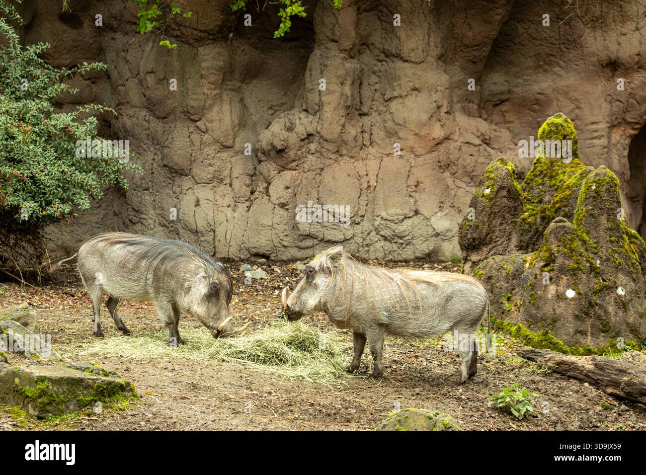 WA28809-00...WASHINGTON - Un paio di cani da guerra che spuntano su un mucchio di fieno al Woodland Park Zoo di Seattle. Foto Stock