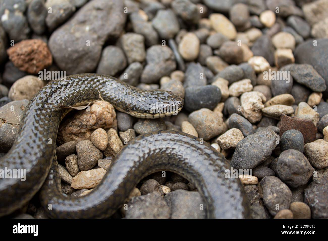 Piccolo serpente marrone scuro avvolto su un letto di River Rocks and Pebbles Foto Stock