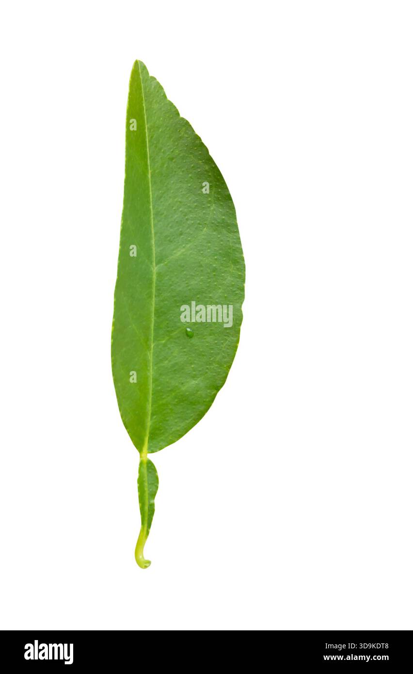 Una foglia verde di limone è isolata su sfondo bianco con percorso di ritaglio. Foto Stock