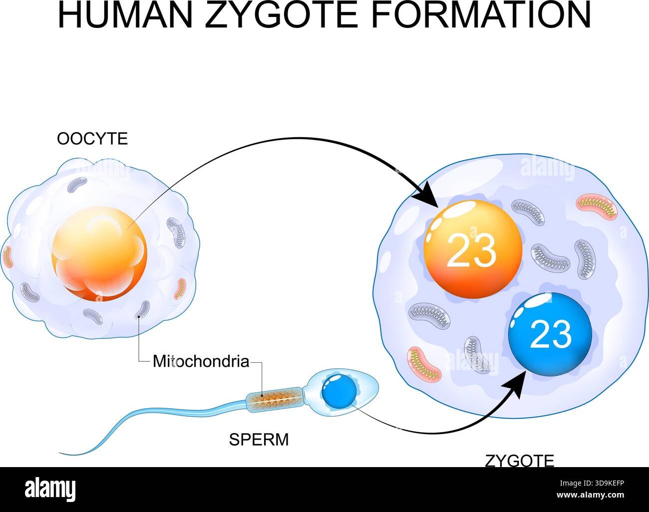 Formazione Zygote. Ovociti e spermatozoi. Fertilizzazione umana. Cromosomi e eredità mitocondriale. Mitocondri materni, compresi quelli disfunzionali Illustrazione Vettoriale