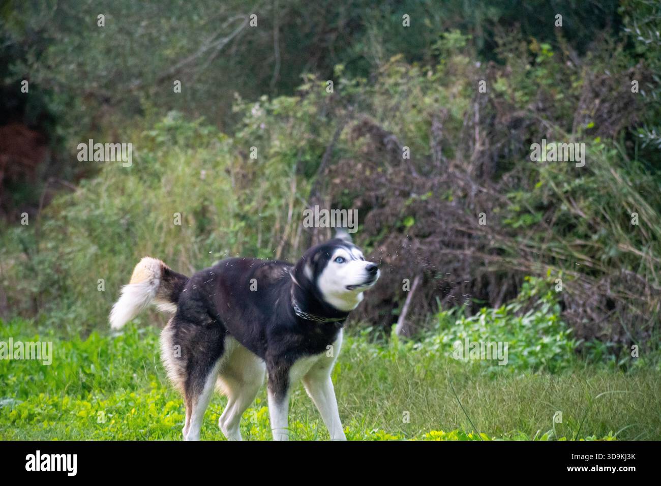 Siberian Husky che scuote acqua o polvere in un campo verde. Action shot di un cane bianco e nero che si muove vigorosamente con movimenti sfocati e goccioline volanti Foto Stock