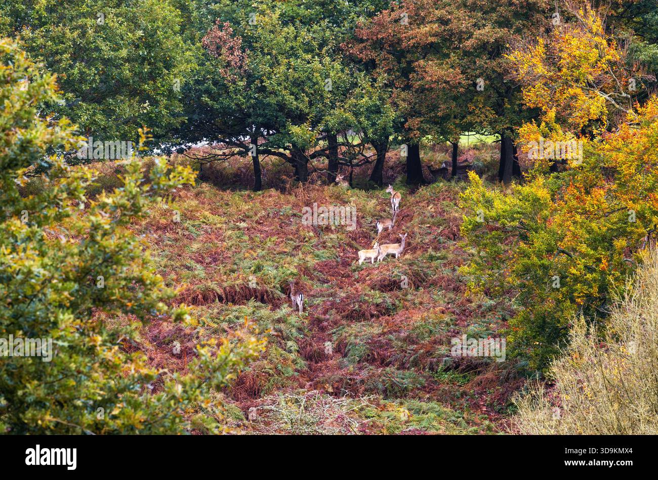 Branco di cervi selvatici che cammina nel bosco durante la stagione dei rutting, Knole, Kent, Inghilterra Foto Stock