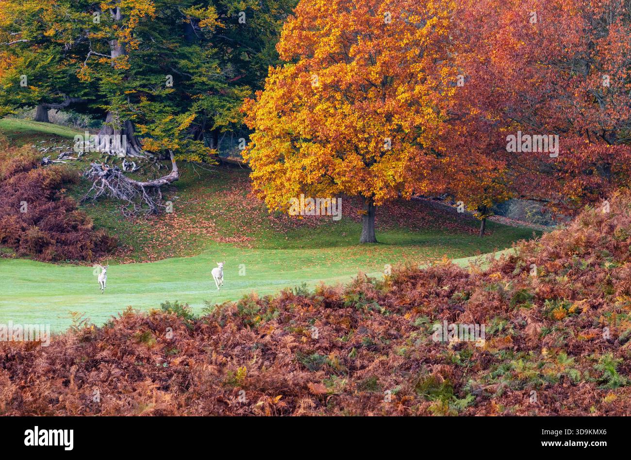 Due cervi bianchi che corrono attraverso il prato nel parco di Knole, Knole, Kent, Inghilterra Foto Stock