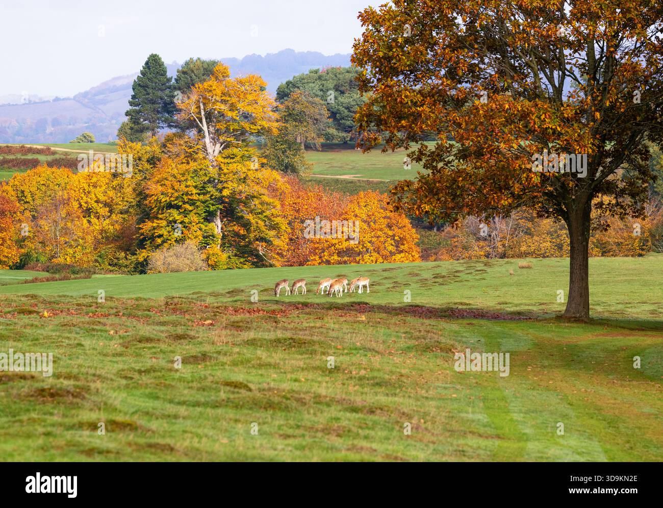 I cervi incolti si nutrono dell'erba, Knole, Kent, Inghilterra Foto Stock