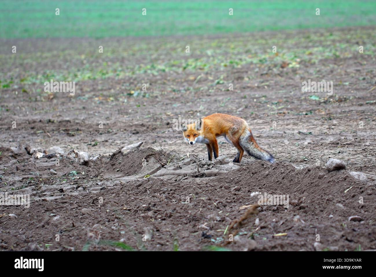 Volpe rossa, vulpi vulpi con bellissime pellicce invernali nelle aree rurali alla fine dell'autunno. Foto Stock