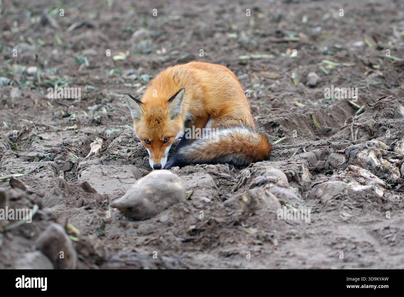Volpe rossa, Vulpes vulpes, seduta a terra in un campo dove erano state coltivate le barbabietole da zucchero. Una volpe nel bel mezzo della caccia al cibo. Foto Stock