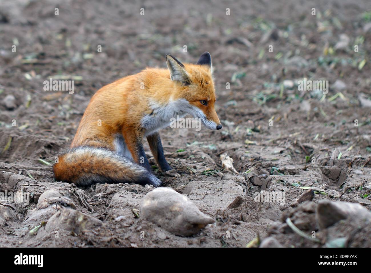 Volpe rossa, vulpi vulpi con bellissime pellicce invernali nelle aree rurali alla fine dell'autunno. Foto Stock