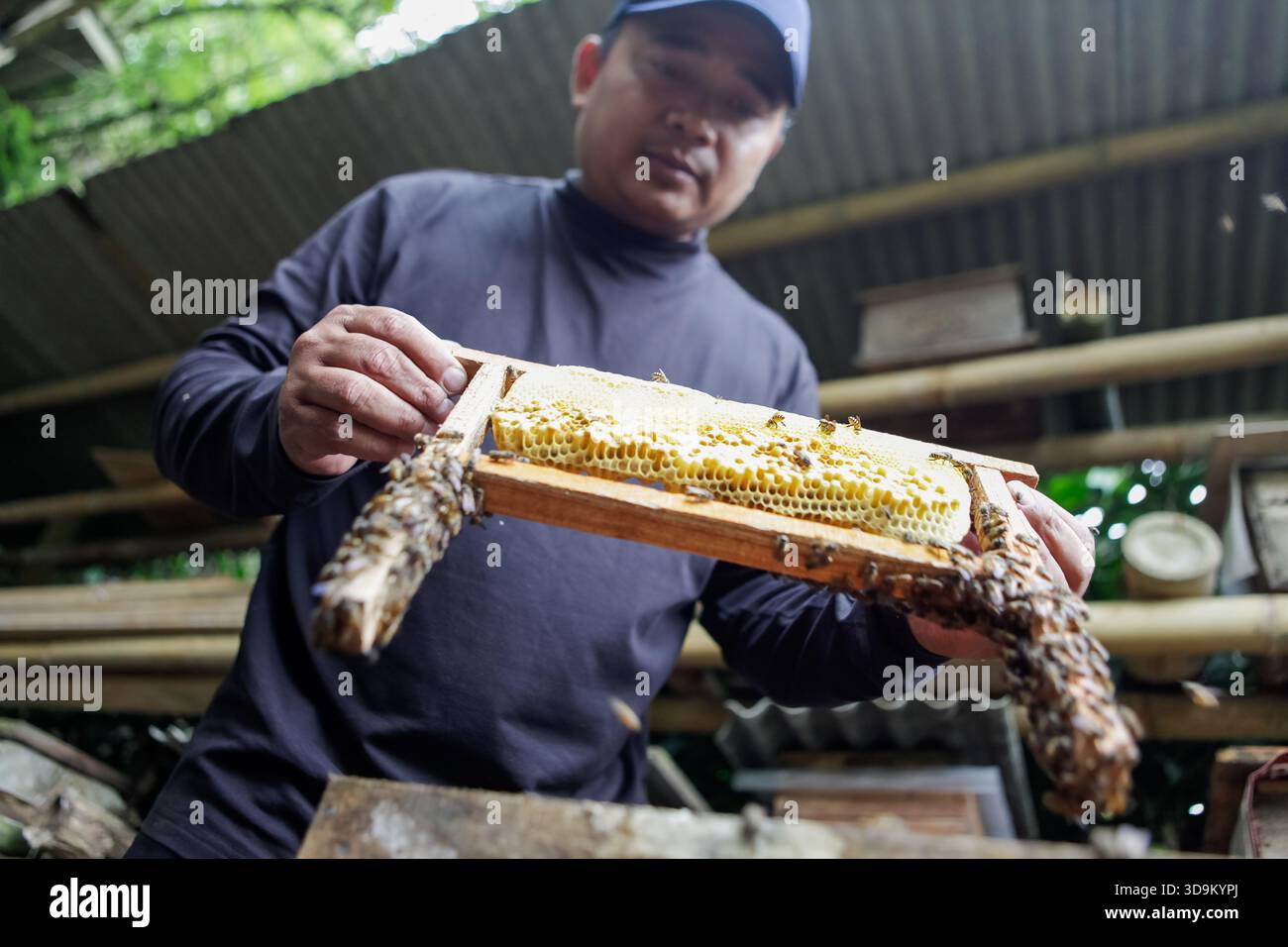 Bandung Occidentale, Giava Occidentale, Indonesia. 6 dicembre 2025. Un apicoltore raccoglie miele dalle api ceraniche di Apis a Maribaya, Lembang, West Bandung Regency, West Java, Indonesia. Gli agricoltori locali utilizzano la moderna tecnologia dell'alveare per aumentare la produzione di miele di alta qualità. Circa 300 colonie di api sono intensamente coltivate nel sito, costituite da varie specie, tra cui Apis cerana, Apis dorsata, Apis mellifera e Trigona. Queste diverse specie producono preziosi prodotti per le api come miele, cera d'api e pappa reale. Lo sviluppo dell'apicoltura non solo sostiene la sostenibilità dell'affilatura locale Foto Stock