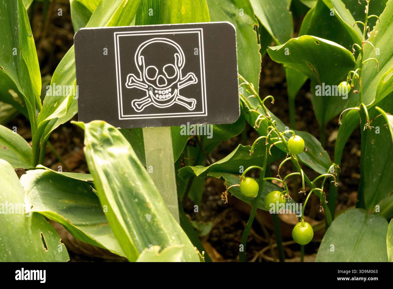 Segnale di avvertimento sulle piante velenose nel giardino Foto Stock