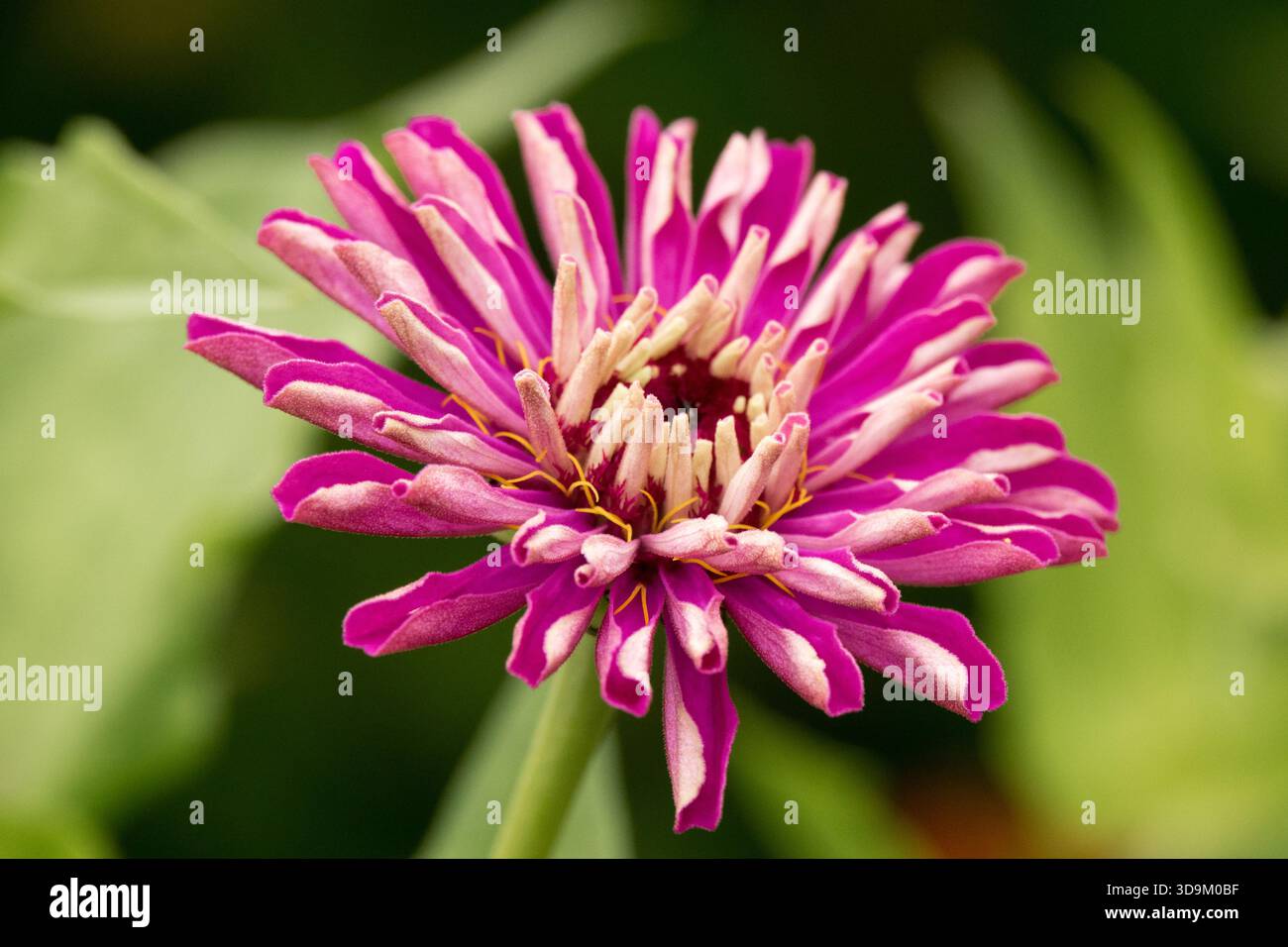 Bellissimo fiore viola bianco viola Zinnia elegans Foto Stock