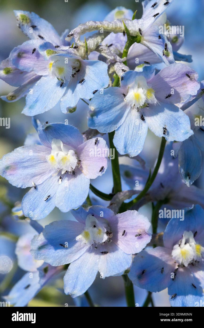 Piccoli insetti sul fiore di Larkspur Foto Stock